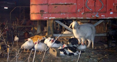 Animals watch a working structure fire from a safe distance, photo by McArthur FD