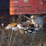 photo by McArthur FD